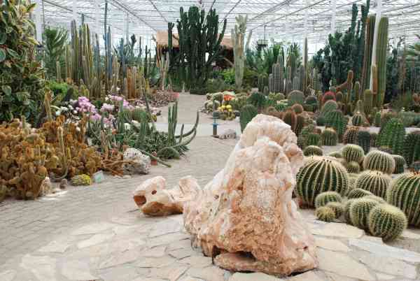 Cactusoase