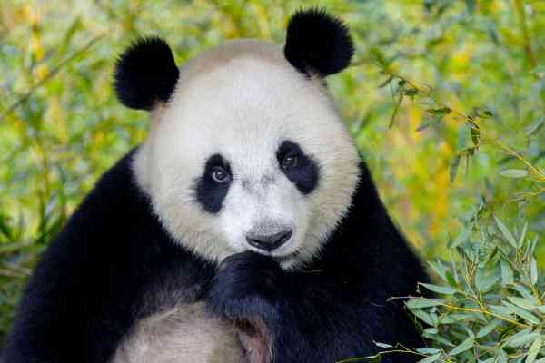Ouwehands Dierenpark