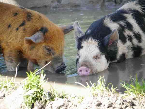 Varkentjes op de kinderboerderij in Hattem