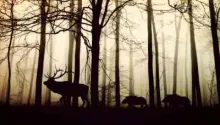 De 4 Mooiste Plekken in Nederland voor Wild Spotten