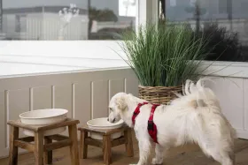 Vakantieaccommodatie Duinrand Lodge 4 hondvriendelijk op Vakantiepark Blankenberger Duinen