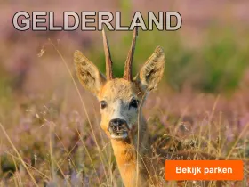 Vakantieparken in Gelderland