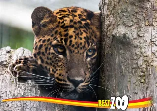 BestZOO
