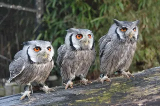 Dierenpark De Oliemeulen