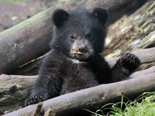 Dierenpark Zie-zoo
