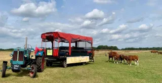 Erve Vechtdal- Koe safari