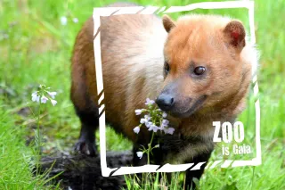 GaiaZOO