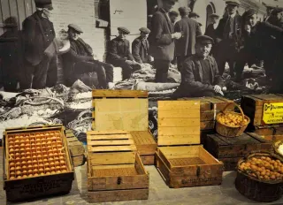 Nederlands Pluimveemuseum