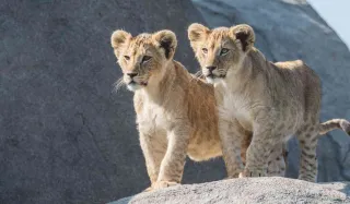 WILDLANDS Adventure Zoo Emmen