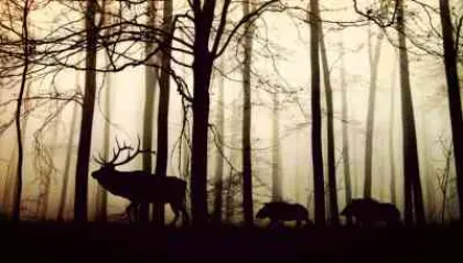 De 4 Mooiste Plekken in Nederland voor Wild Spotten