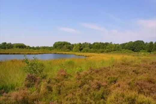 Meertje in de omgeving
