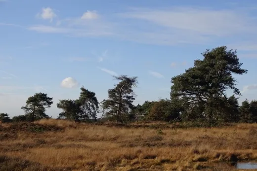 Veel bos en heide in de omgeving