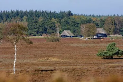 In de omgeving vind je veel heide