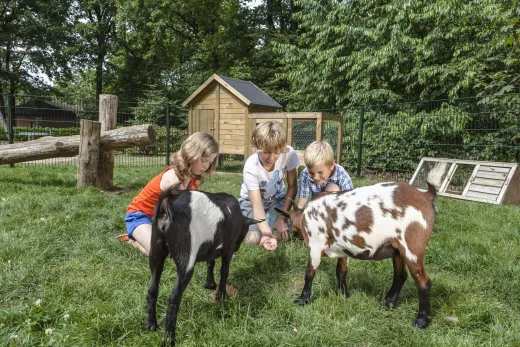 Geitjes op de kinderboerderij