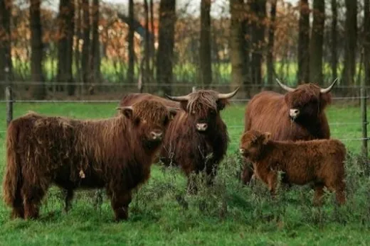 Ontmoet de dieren in de omgeving van het park