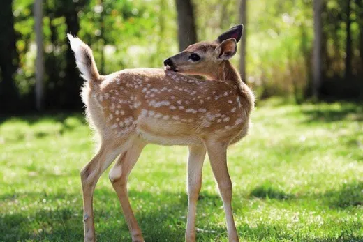 Hertje in de natuur