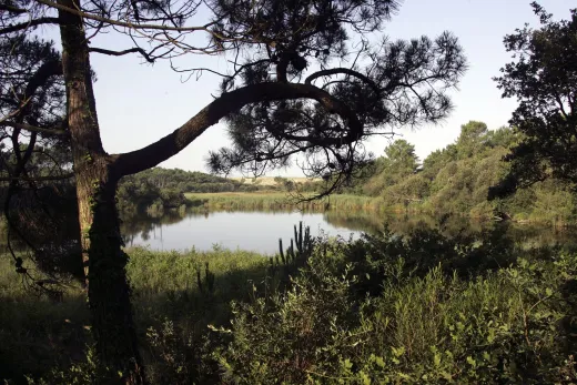 Maak een wandeling door de omgeving van het park
