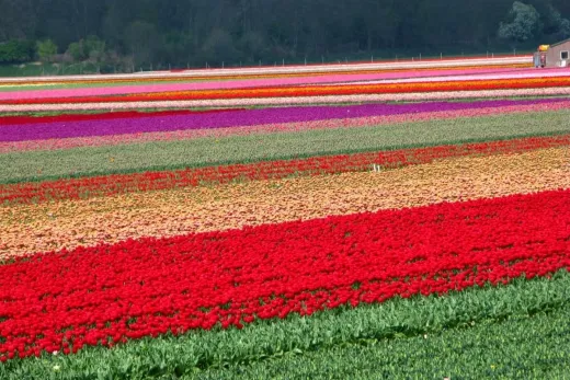 Bloemenveld in de omgeving van het park
